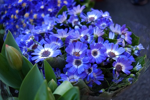 Flores azules
