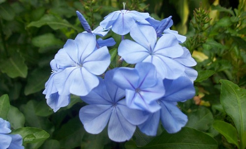 Jazmín azul