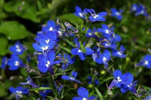 Lobelias azules