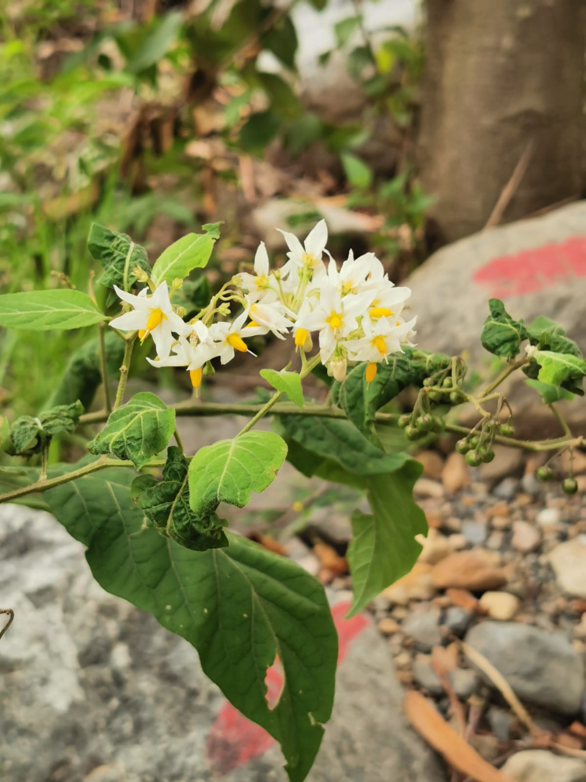 Flores blancas: nombres, especies y las que huelen