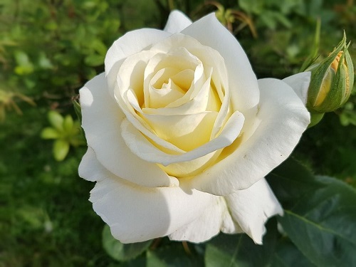 Significado de las flores blancas