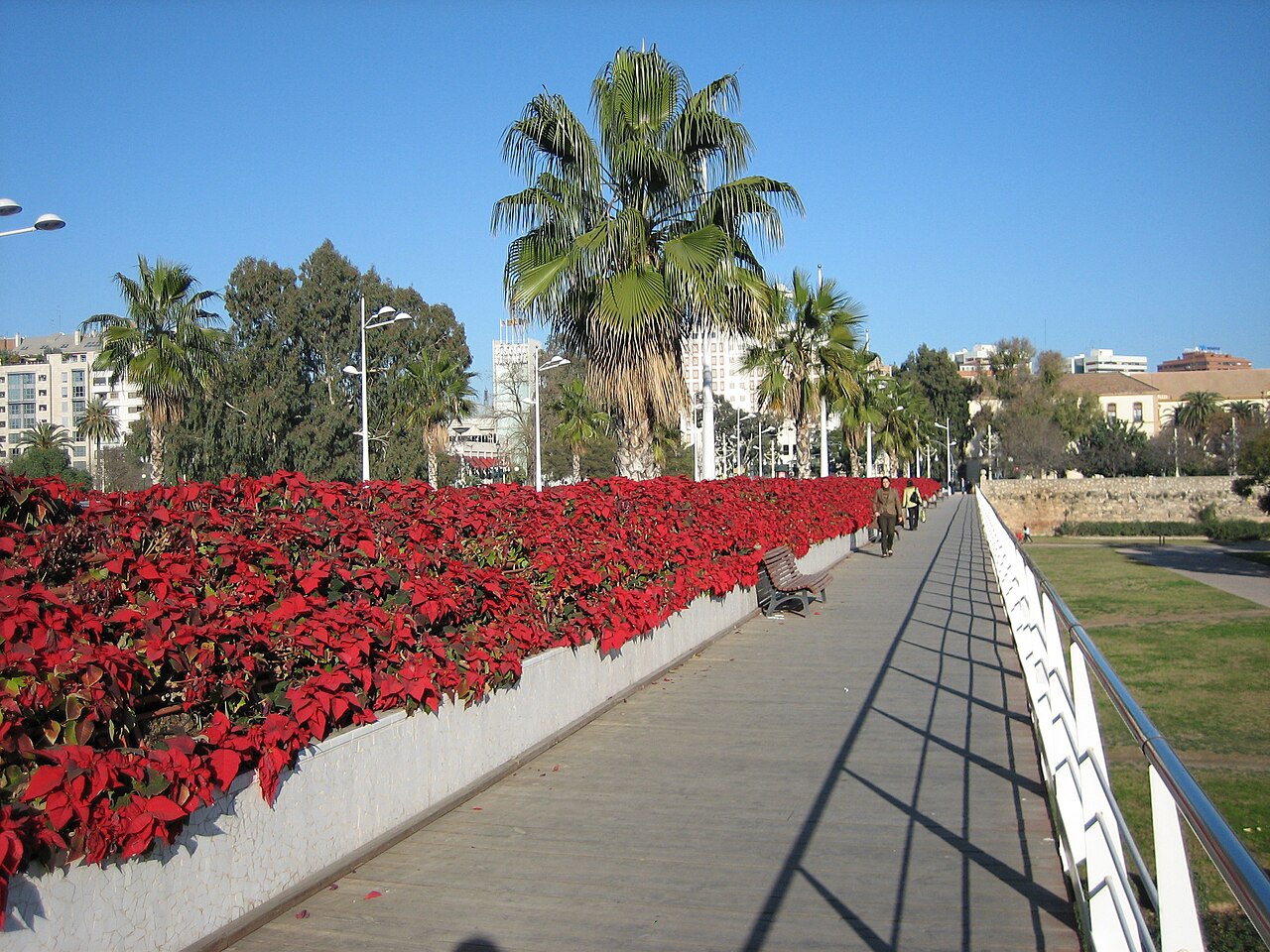 Flores blancas y amarillas: especies, nombres y por qué