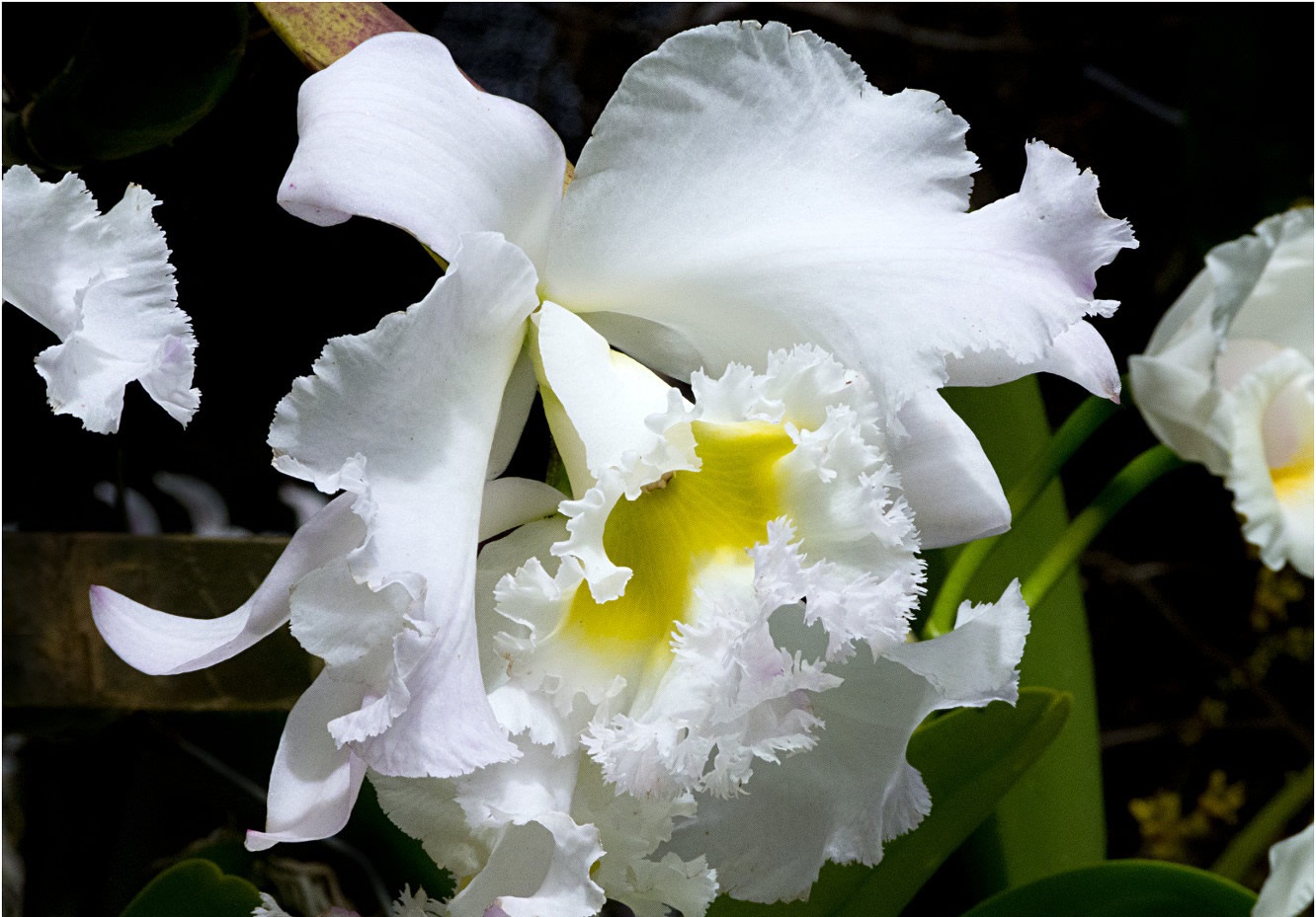 Orquidea blanca y amarilla