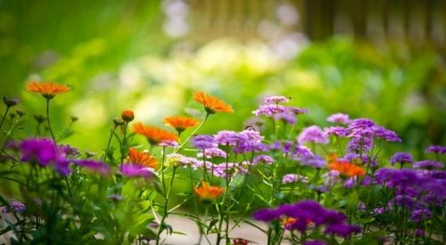 Macizo de flores de colores en un jardín