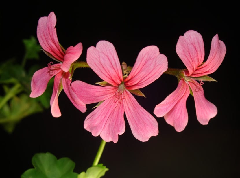 Pelargonium peltatum, geranio de hiedra, en flor