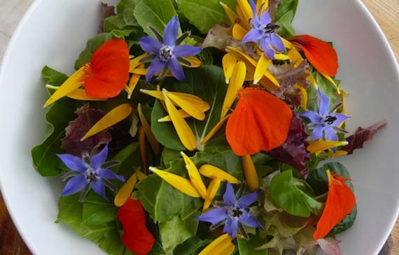 Flores comestibles del jardín: cuáles sí, cuáles nunca