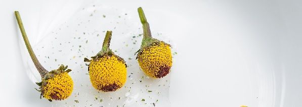 Capítulos amarillos de botón de Sechuan sobre un plato