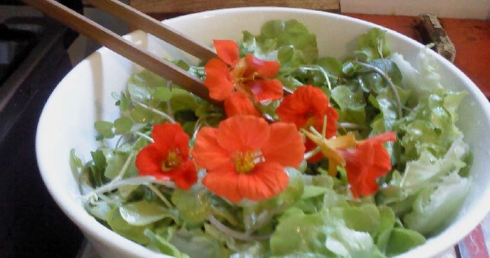 Ensalada verde con flores naranjas de capuchina