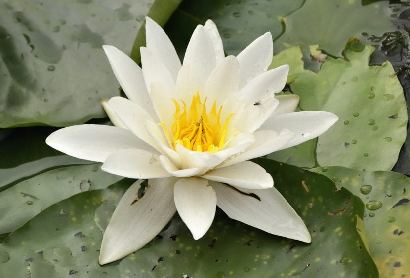 Nenúfar de flor blanca sobre la lámina de agua