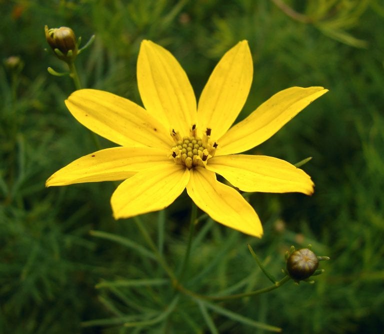 Mata de Coreopsis verticillata en plena floración amarilla