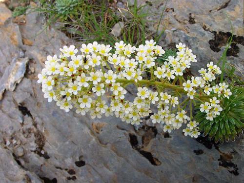 Roseta de saxífraga con su inflorescencia blanca sobre roca caliza