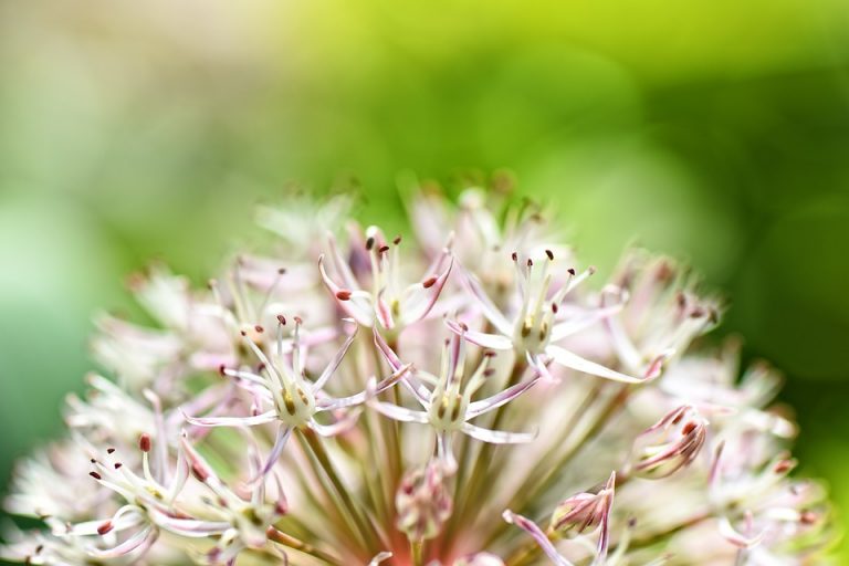 Umbela de flores estrelladas de un ajo ornamental