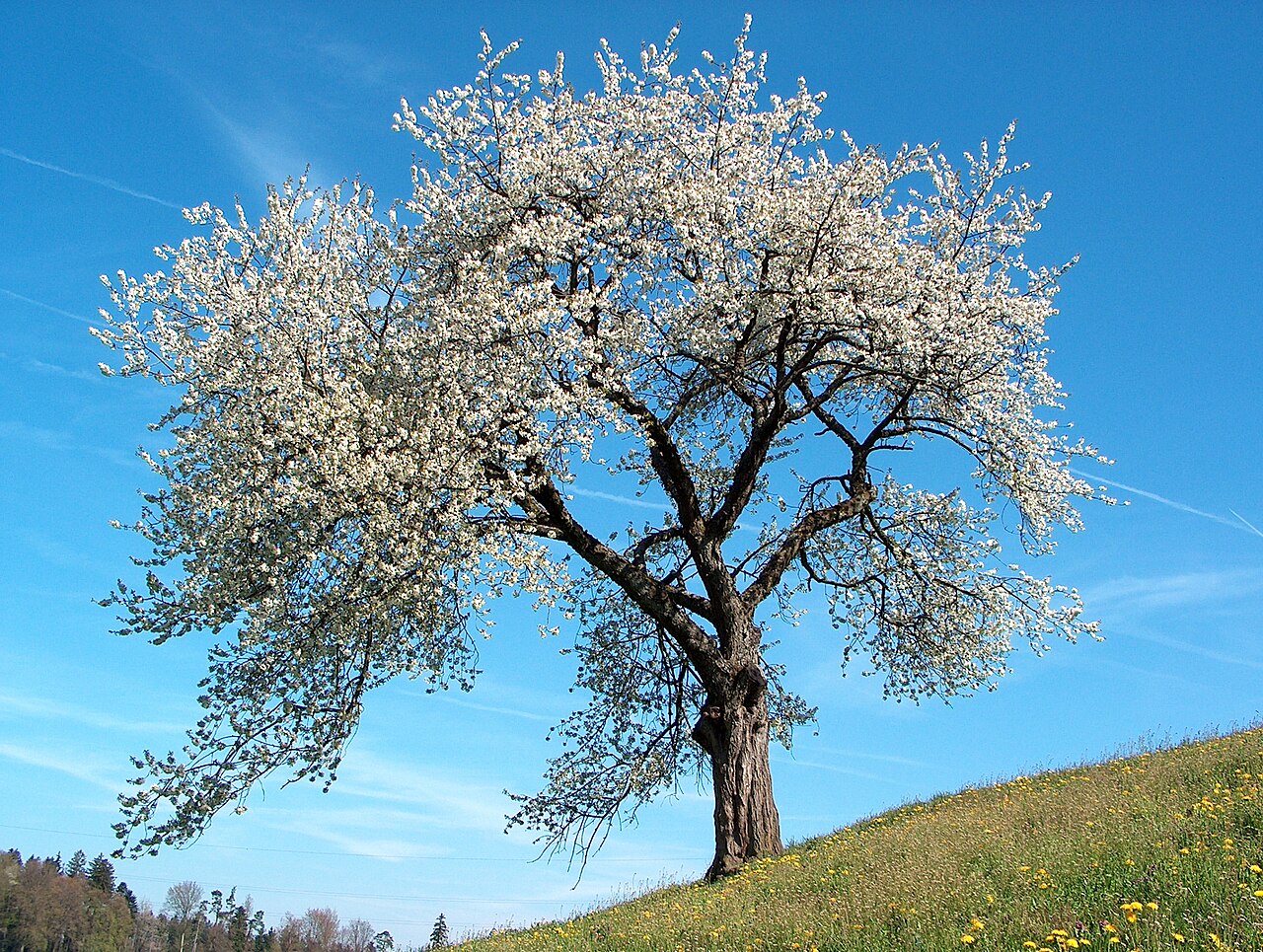 Flores de primavera: cuáles son y cómo distinguirlas