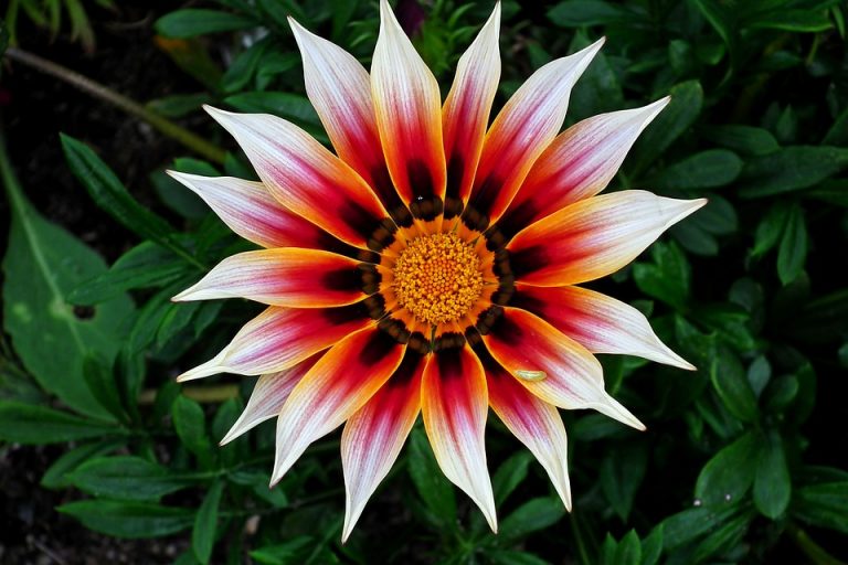 Gazania con ligulas rayadas y anillo oscuro alrededor del disco