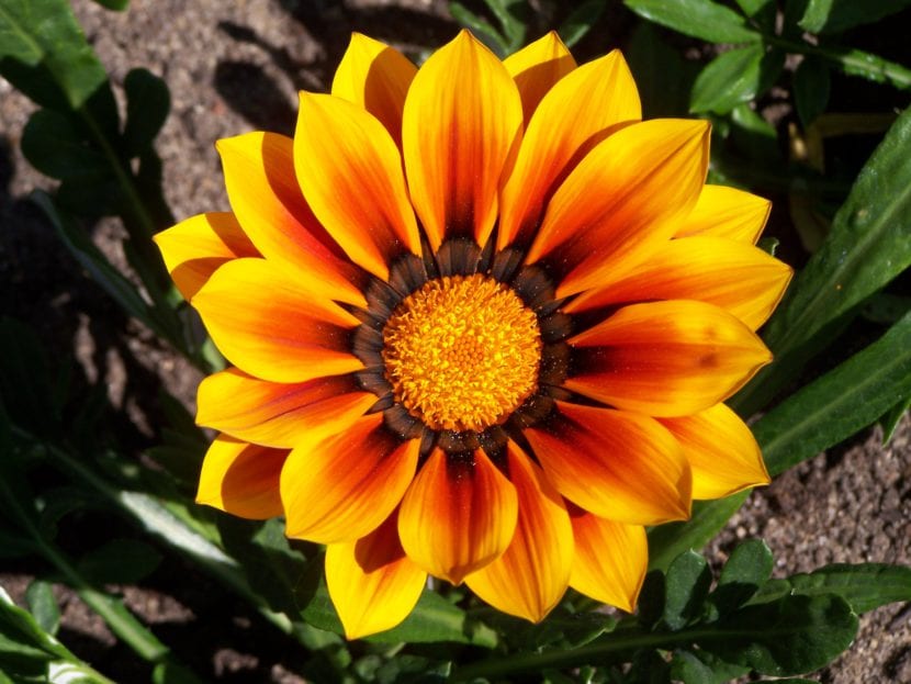 Flor de gazania abierta a pleno sol