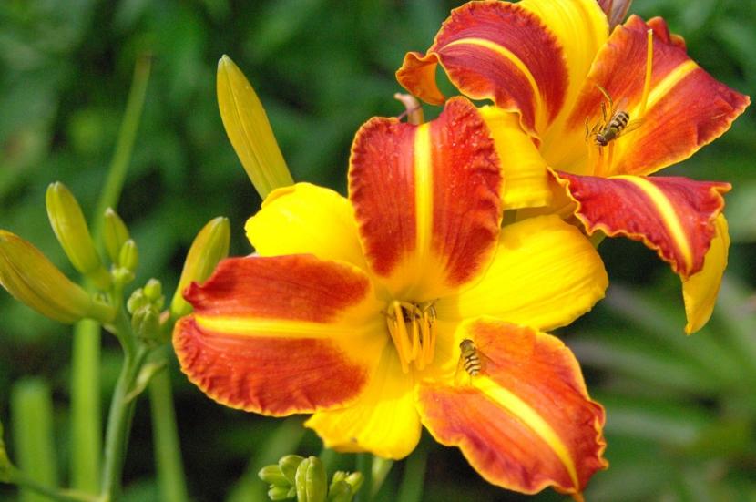 Hemerocallis: cultivo, riego, división y floración
