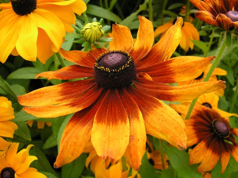 Flores amarillas de Rudbeckia hirta