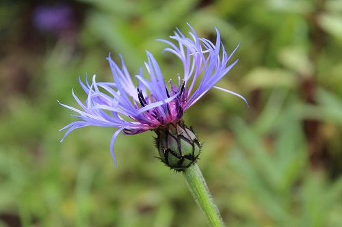 Aciano de montana, Centaurea montana