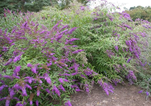 Arbusto de las mariposas, Buddleja davidii