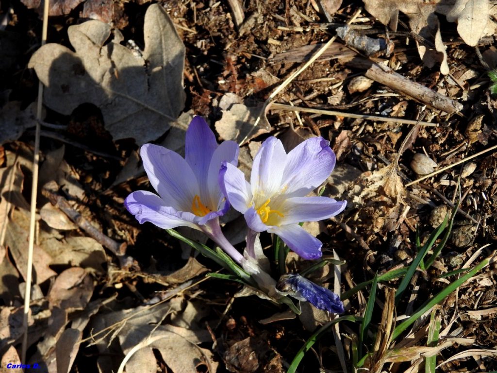 Azafran serrano, Crocus carpetanus