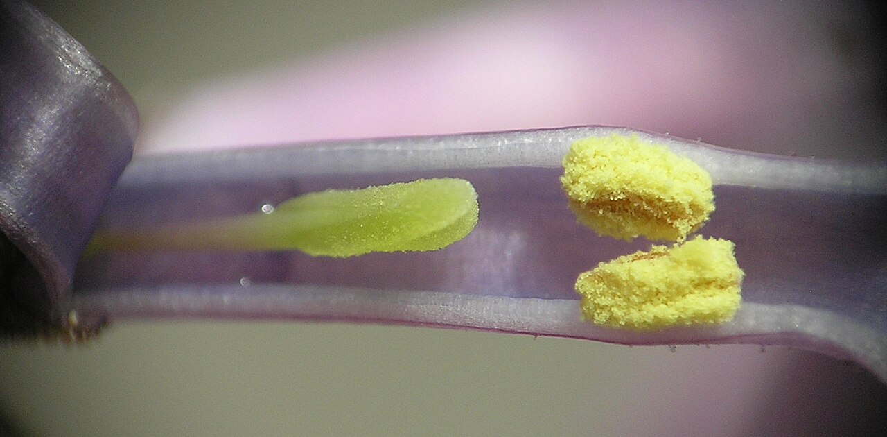 Flores lila: nombres de especies y dónde crecen