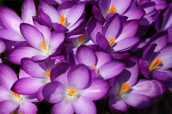 Flores lila