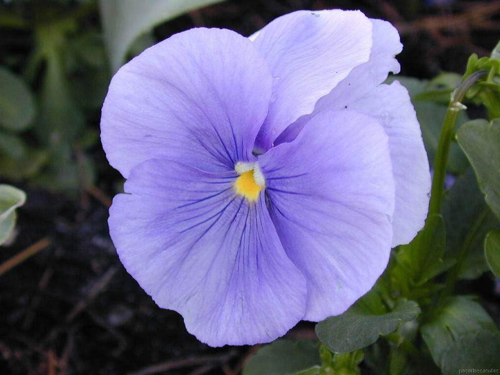 Significado de las flores lila