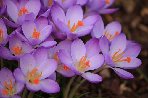 Azafran con flores violetas