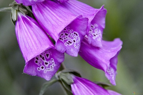 Digital, Digitalis purpurea