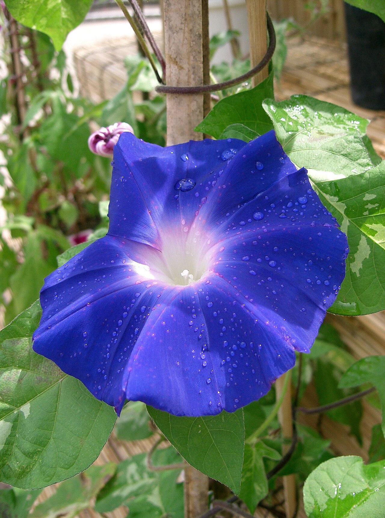 Flores moradas: nombres de especies y cuáles son tóxicas