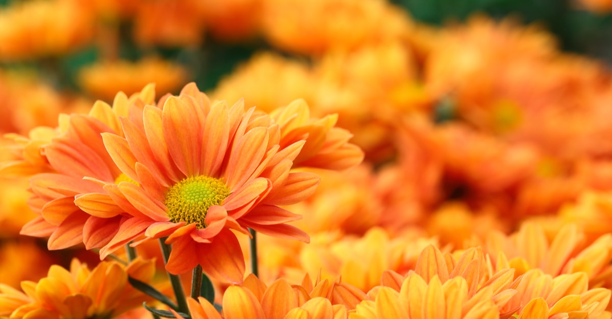 Flores naranjas