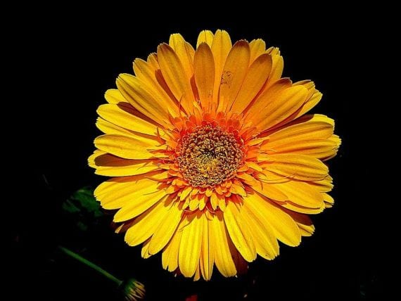 Gerbera de color intenso