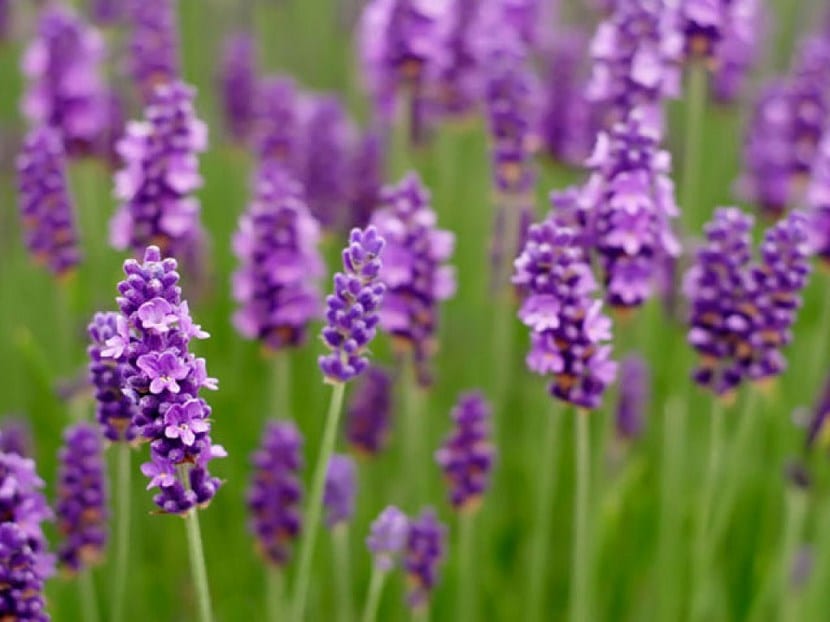 Flores de primavera y verano: qué sembrar y cuándo