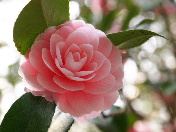 Flor de invierno