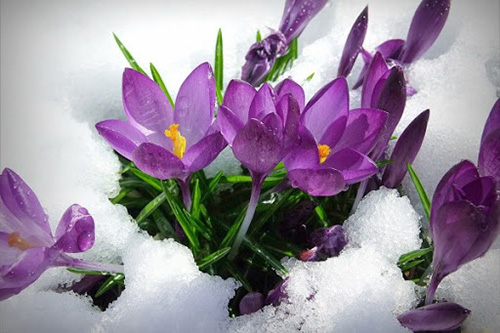 Flores para regalar en invierno
