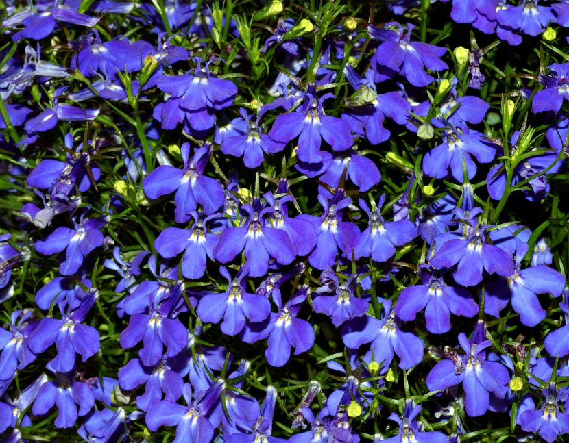 Mata de lobelia con flores azules diminutas