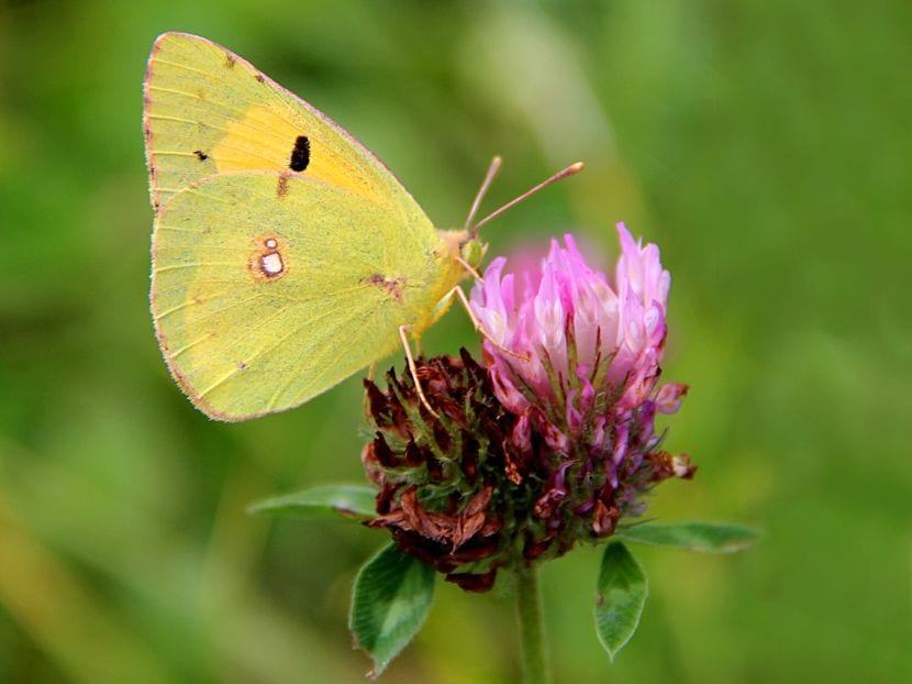 Mariposa libando sobre una flor