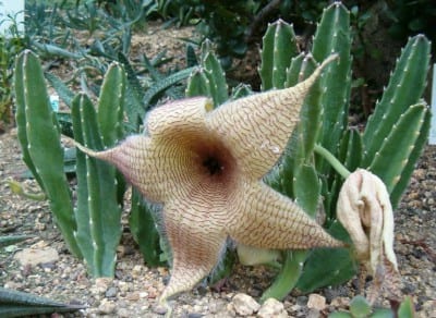 Flor estrellada de Stapelia gigantea cubierta de pelos