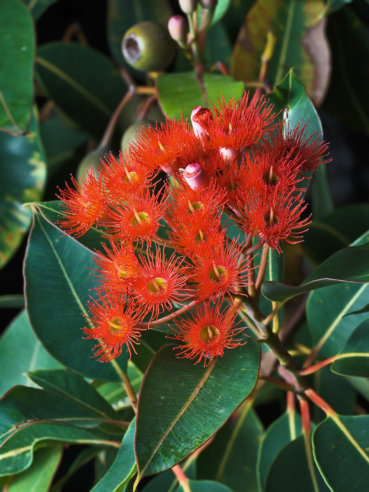 Flores rojas: nombres de especies y cuándo florecen