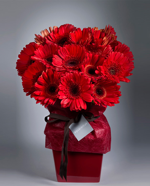 Gerberas