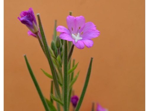 Adelfilla pelosa