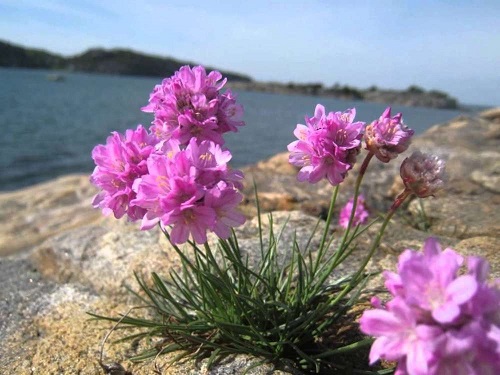 Armeria