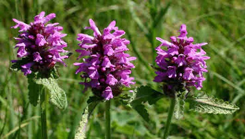Betonica