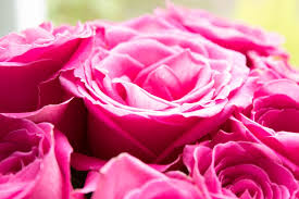 Rosas rosas