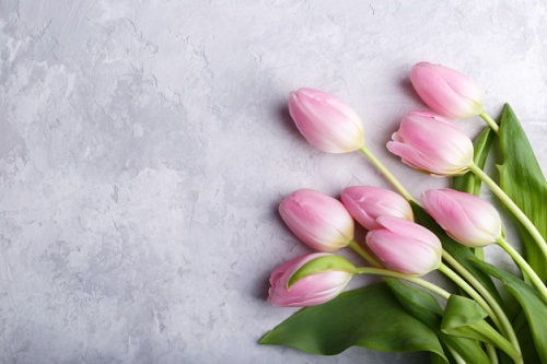 Tulipanes rosas