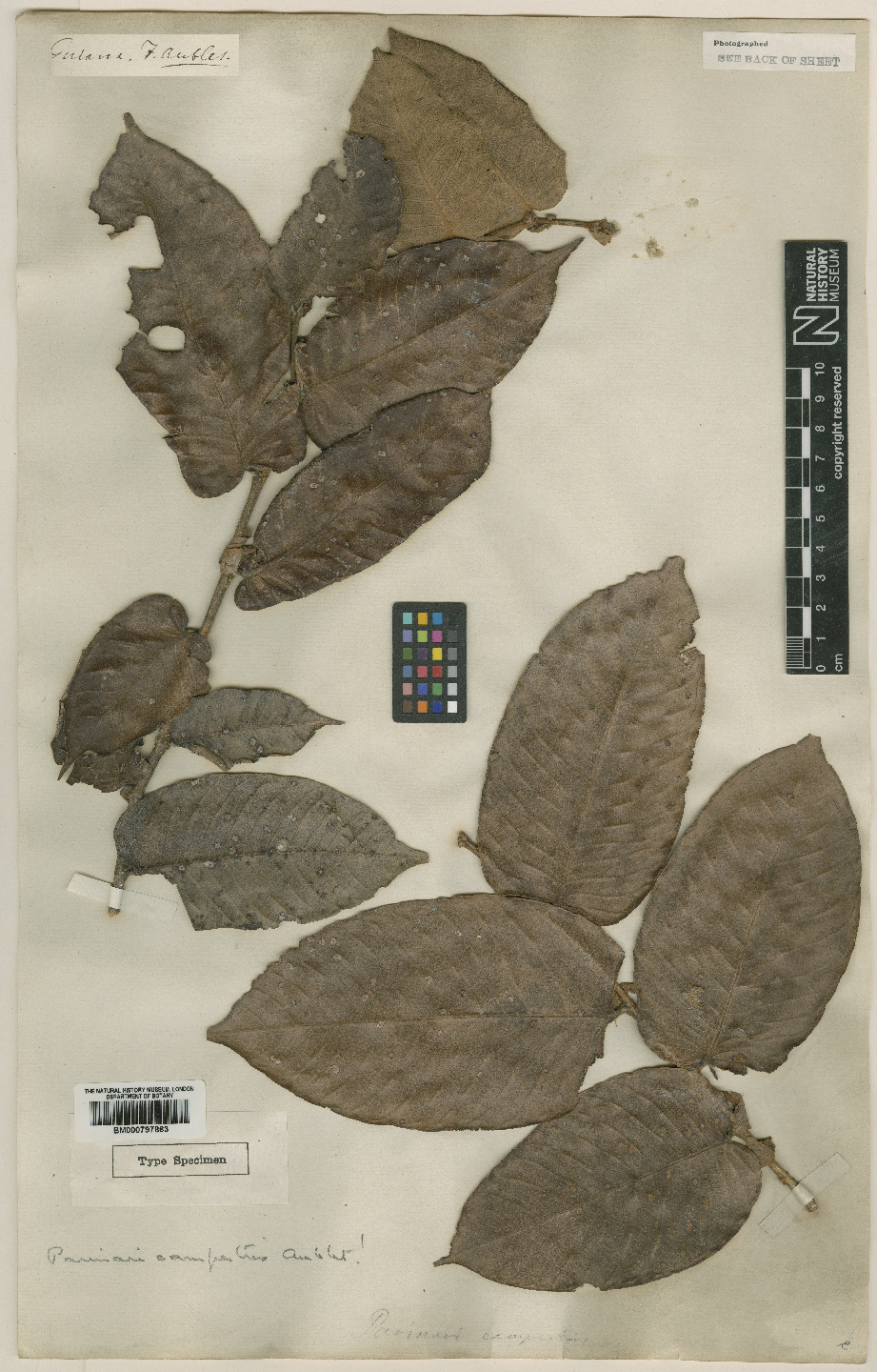 Plantas afrodisíacas: historia de una fama sin pruebas