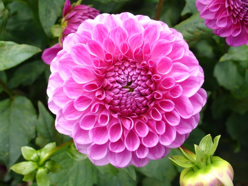 Dalia rosa abierta vista desde arriba