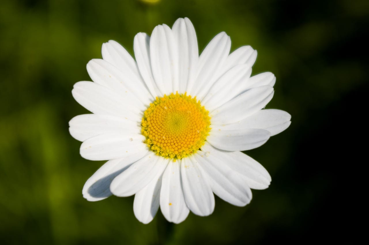Margaritas: cómo identificarlas y cuidarlas en el jardín