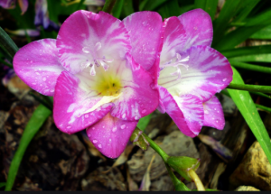 Flores de fresia de varios colores
