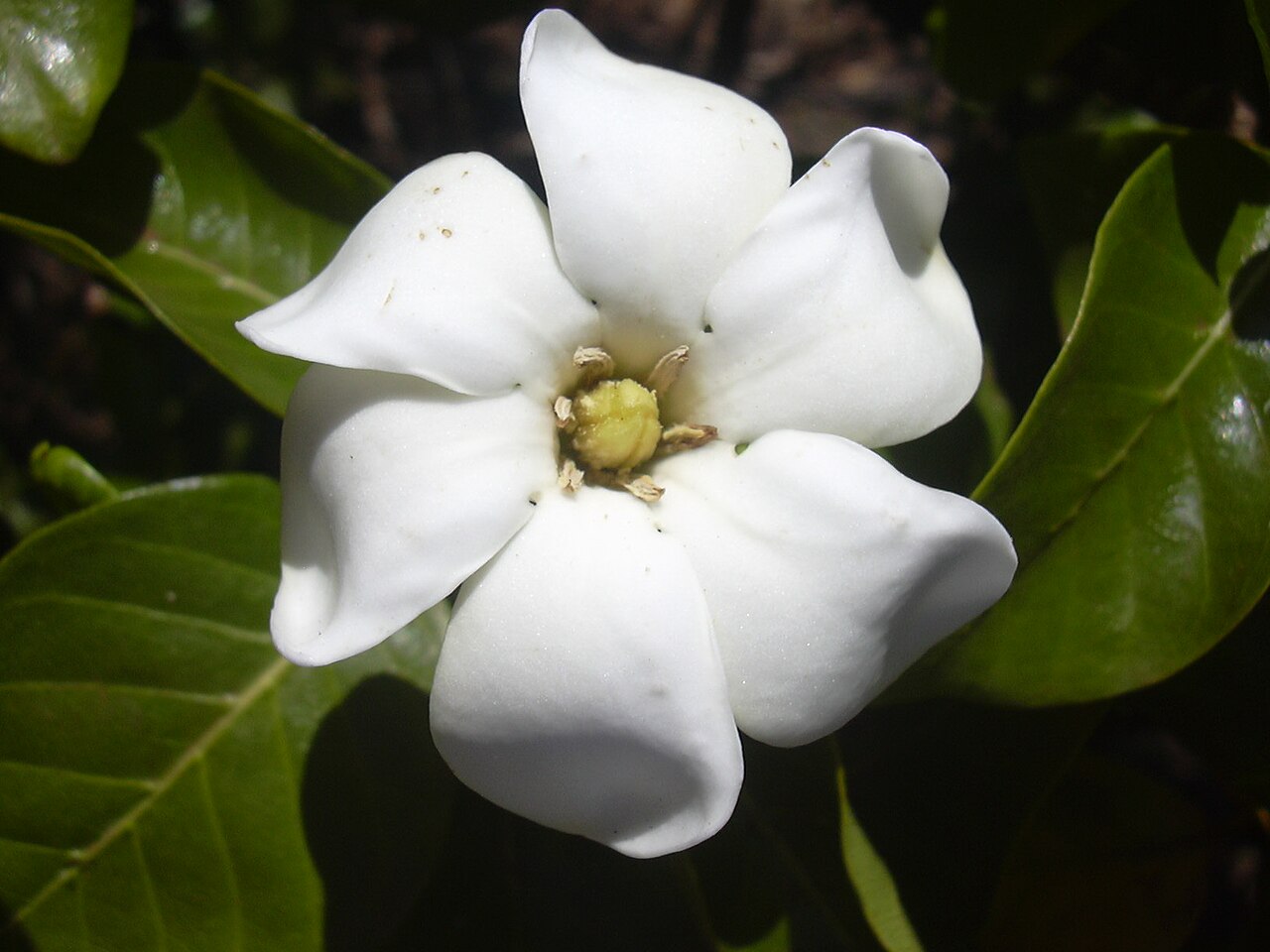 Gardenia: por qué se caen los capullos sin abrir